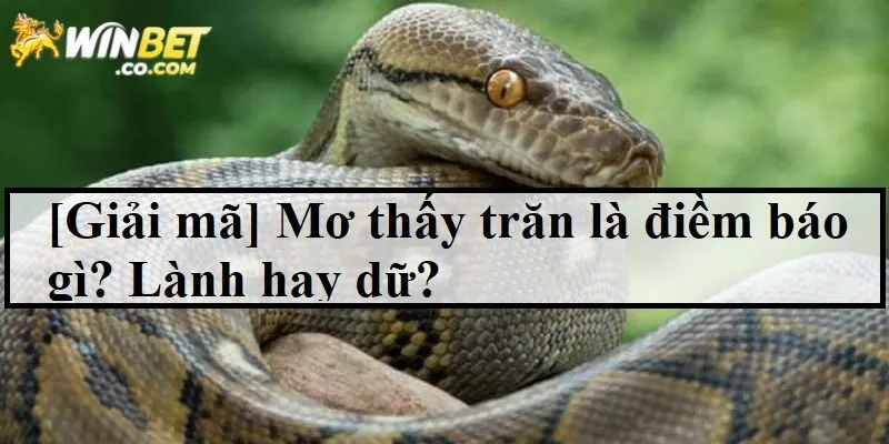Ý nghĩa chung khi mơ thấy trăn